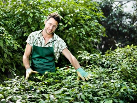 Close-up of hands planting native shrubs in a Holborn garden